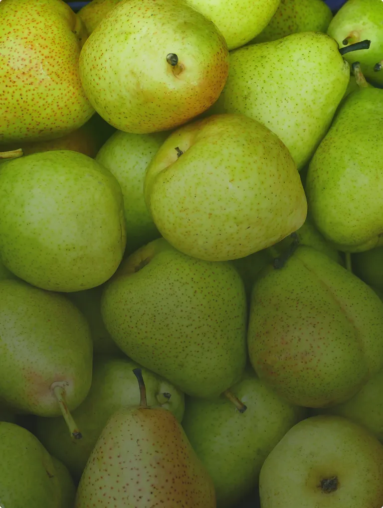 Juicy Pear Jelly Bean closeup detailing green speckling and true-to-life orchard aesthetic